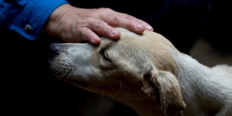 Amores perros